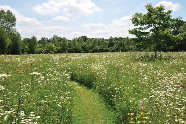 Bloemenweide - Maaibalk